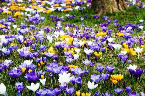 Когда сажать луковичные: весной или осенью 12