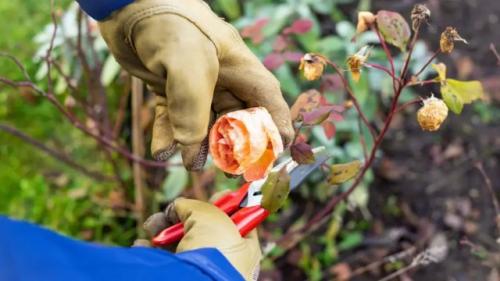 Как ухаживать за недавно посаженными многолетниками осенью. Что обрезать осенью нужно?