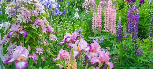 Какие основные ошибки стоитать при создании цветника из луковичных. Сочетаем луковичные на клумбе правильно: 5 простых приемов