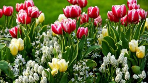 Как можно использовать луковичные растения в дизайне сада или двора. Луковичные растения в вашем саду