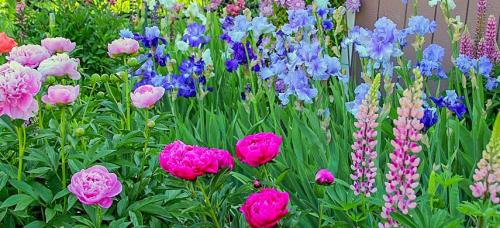 Какие основные ошибки стоитать при создании цветника из луковичных. Сочетаем луковичные на клумбе правильно: 5 простых приемов