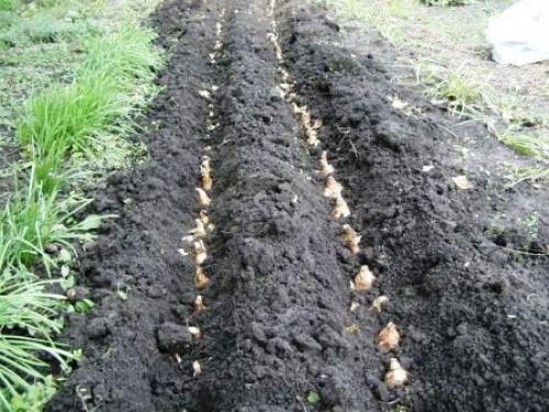 Создай потрясающий цветник из луковичных: советы по оформлению участка 11