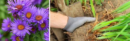 Почему август и сентябрь считаются хорошим временем для посадки многолетников. ОСОБЕННОСТИ ПЕРЕСАДКИ МНОГОЛЕТНИХ ЦВЕТОВ