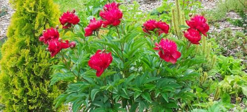 Можно ли сочетать луковичные с другими растениями, и если да то с какими. Как сочетать луковичные на клумбе. Создаём оригинальные композиции