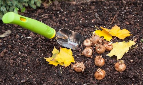Когда сажать луковичные: весной или осенью 02