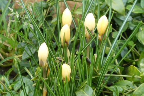 Композиции с луковичными в дизайне сада. Мелколуковичные и почвопокровные в сплошной посадке