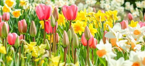 Какие основные ошибки стоитать при создании цветника из луковичных. Сочетаем луковичные на клумбе правильно: 5 простых приемов