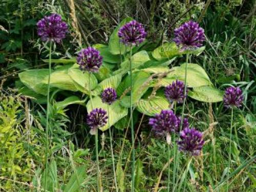 Какие советы по сочетанию различных луковичных растений. Весенние луковичные