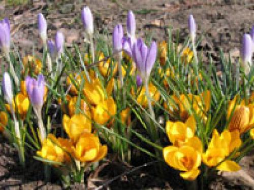 Как выбрать здоровые луковицы для посадки. Правила высаживания луковичные