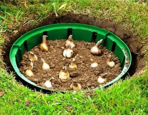 Создай потрясающий цветник из луковичных: советы по оформлению участка 10