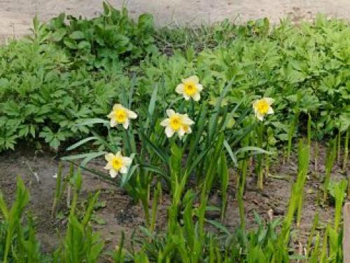 Какие советы по сочетанию различных луковичных растений. Весенние луковичные