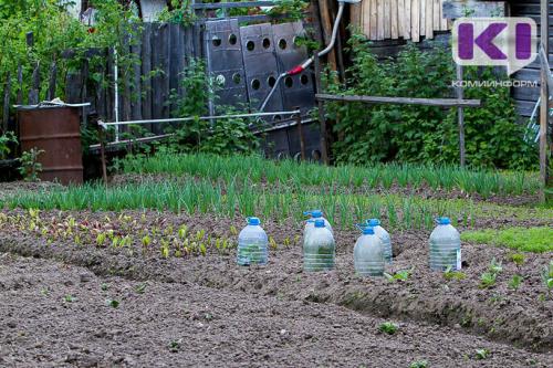 Когда сажать луковичные: весной или осенью 15