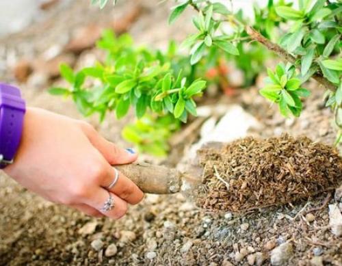 Чем удобрить землю весной. Когда вносить удобрения 15