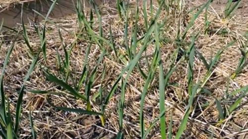 Как вырастить крупный чеснок. Головки чеснока будут очень крупными: важно следовать всего трем правилам 02