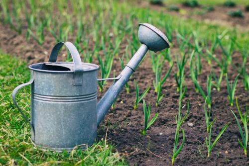 Как вырастить крупный чеснок. Головки чеснока будут очень крупными: важно следовать всего трем правилам 03