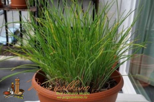 Как вырастить чеснок из зубчика дома. Советы по выращиванию шикарного чеснока на подоконнике в квартире