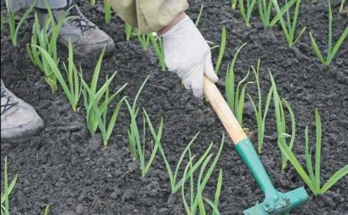 Как вырастить крупный чеснок. Головки чеснока будут очень крупными: важно следовать всего трем правилам 01