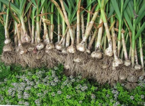 Как вырастить чеснок в промышленных масштабах. Наиболее популярные для промышленного выращивания сорта чеснока