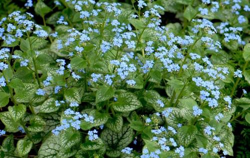 Можно ли комбинировать тюльпаны с другими цветами в мобильной клумбе. Что посадить с тюльпанами для создания красивой и гармоничной композиции на клумбе: подборка лучших цветов-компаньонов