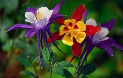 Можно ли комбинировать тюльпаны с другими цветами в мобильной клумбе. Что посадить с тюльпанами для создания красивой и гармоничной композиции на клумбе: подборка лучших цветов-компаньонов