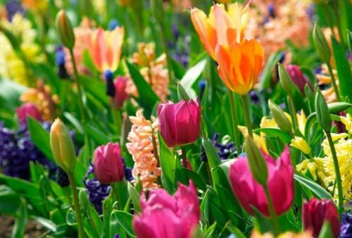 Какие материалы нужны для создания мобильной клумбы из тюльпанов. Приёмы создания красивой цветочной композиции из тюльпанов на участке