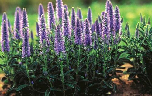 Можно ли комбинировать тюльпаны с другими цветами в мобильной клумбе. Что посадить с тюльпанами для создания красивой и гармоничной композиции на клумбе: подборка лучших цветов-компаньонов