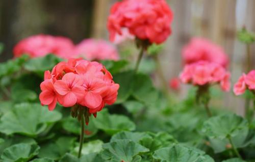 Можно ли комбинировать тюльпаны с другими цветами в мобильной клумбе. Что посадить с тюльпанами для создания красивой и гармоничной композиции на клумбе: подборка лучших цветов-компаньонов