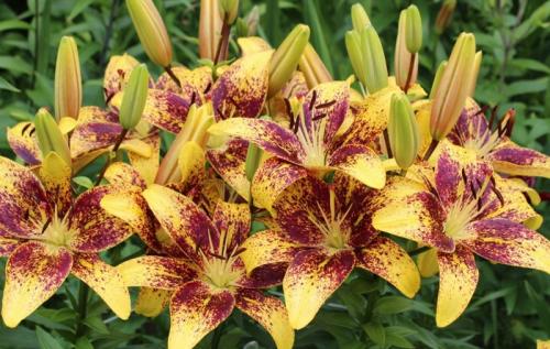 Можно ли комбинировать тюльпаны с другими цветами в мобильной клумбе. Что посадить с тюльпанами для создания красивой и гармоничной композиции на клумбе: подборка лучших цветов-компаньонов