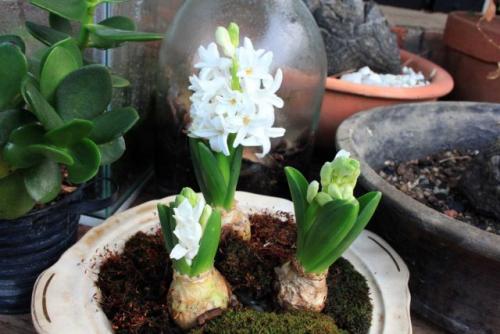 Как продлить цветение тюльпанов в мобильной клумбе. Как продлить цветение выгонки из магазина