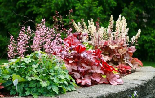 Можно ли комбинировать тюльпаны с другими цветами в мобильной клумбе. Что посадить с тюльпанами для создания красивой и гармоничной композиции на клумбе: подборка лучших цветов-компаньонов