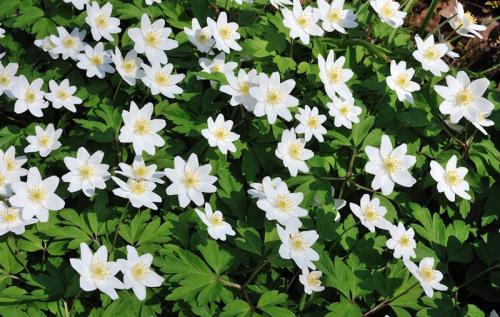 Можно ли комбинировать тюльпаны с другими цветами в мобильной клумбе. Что посадить с тюльпанами для создания красивой и гармоничной композиции на клумбе: подборка лучших цветов-компаньонов