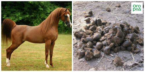 Почему не стоит раскидывать перегной по огороду. Добавление статьи в новую подборку 02
