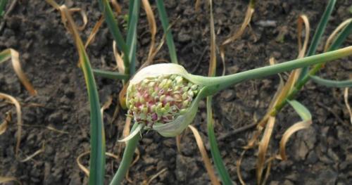 Выращивание чеснока в открытом грунте. Обновление сорта