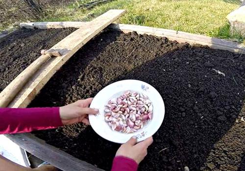 Посадка чеснока весной в открытый грунт