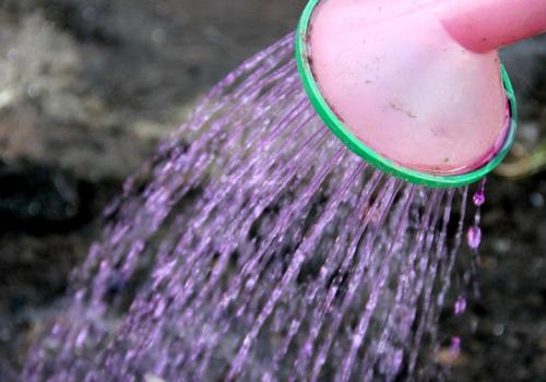 Посадка чеснока весной в открытый грунт