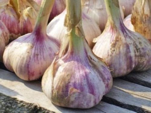 Выращивание озимого чеснока в открытом грунте. Добавление статьи в новую подборку 15