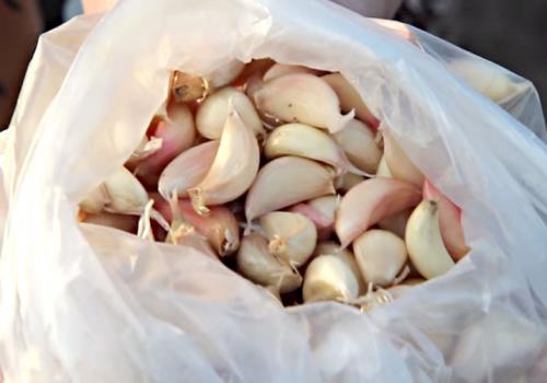 Посадка чеснока весной в открытый грунт