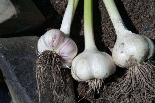Выращивание озимого чеснока в открытом грунте. Добавление статьи в новую подборку 01
