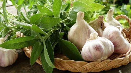 Как вырастить крупный чеснок. Что делать, чтобы чеснок был крупным?