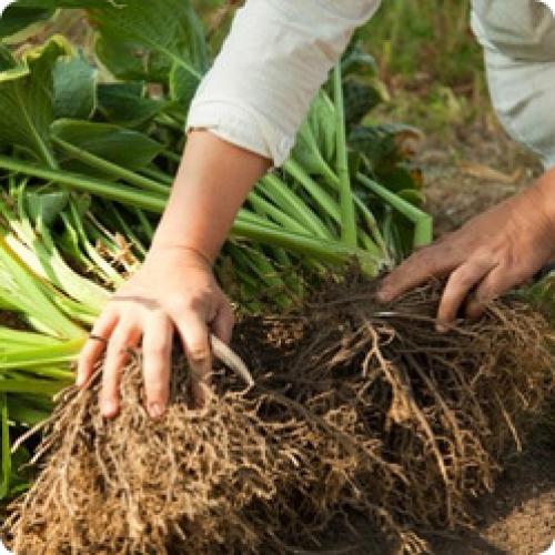 Как подготовить почву для посадки цветов осенью. КАК ПРОВОДИТЬ ДЕЛЕНИЕ МНОГОЛЕТНИХ ЦВЕТОВ