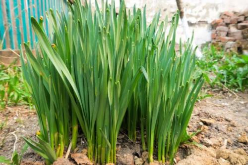 Как ухаживать за луковичными цветами после окончания цветения. Общий уход за нарциссами после цветения