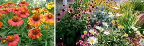 Как подготовить почву для посадки цветов осенью. КАК ПРОВОДИТЬ ДЕЛЕНИЕ МНОГОЛЕТНИХ ЦВЕТОВ