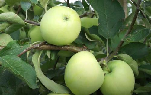 Июльские сорта яблок. Ранние сорта яблок для Подмосковья