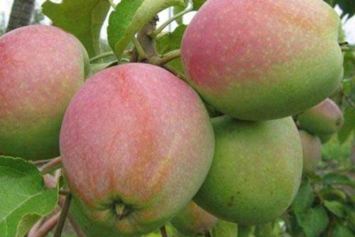 Сорт летних сладких яблок. Лучшие сорта яблок: фото, названия и описания (каталог)