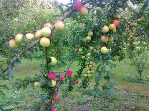 Июльские сорта яблок. Ранние сорта яблок для Подмосковья