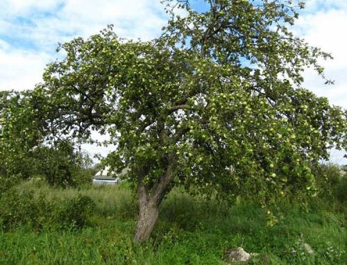 Июльские сорта яблок. Ранние сорта яблок для Подмосковья