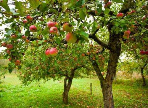 Июльские сорта яблок. Ранние сорта яблок для Подмосковья