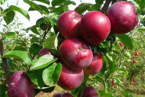 Сорт летних сладких яблок. Лучшие сорта яблок: фото, названия и описания (каталог)