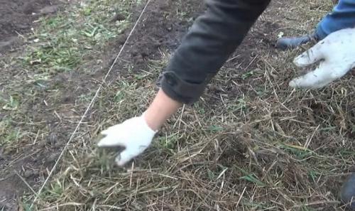 Все секреты выращивания крупного чеснока. Подкормки 02 Все секреты выращивания крупного чеснока. Подкормки 02