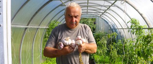 Как вырастить крупный чеснок. Секретами выращивания крупного чеснока делится известный агроном Петр Ломоно. 2021,nbsp11:00nbsp /nbsp